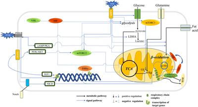 The Interaction Between Intracellular Energy Metabolism and Signaling Pathways During Osteogenesis